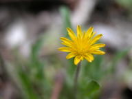 Virginia Dwarf Dandelion