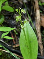 Loesel's Twayblade