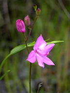 Common Grass-Pink