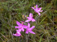 Calopogon tuberosus