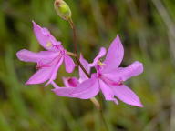 Common Grass-Pink