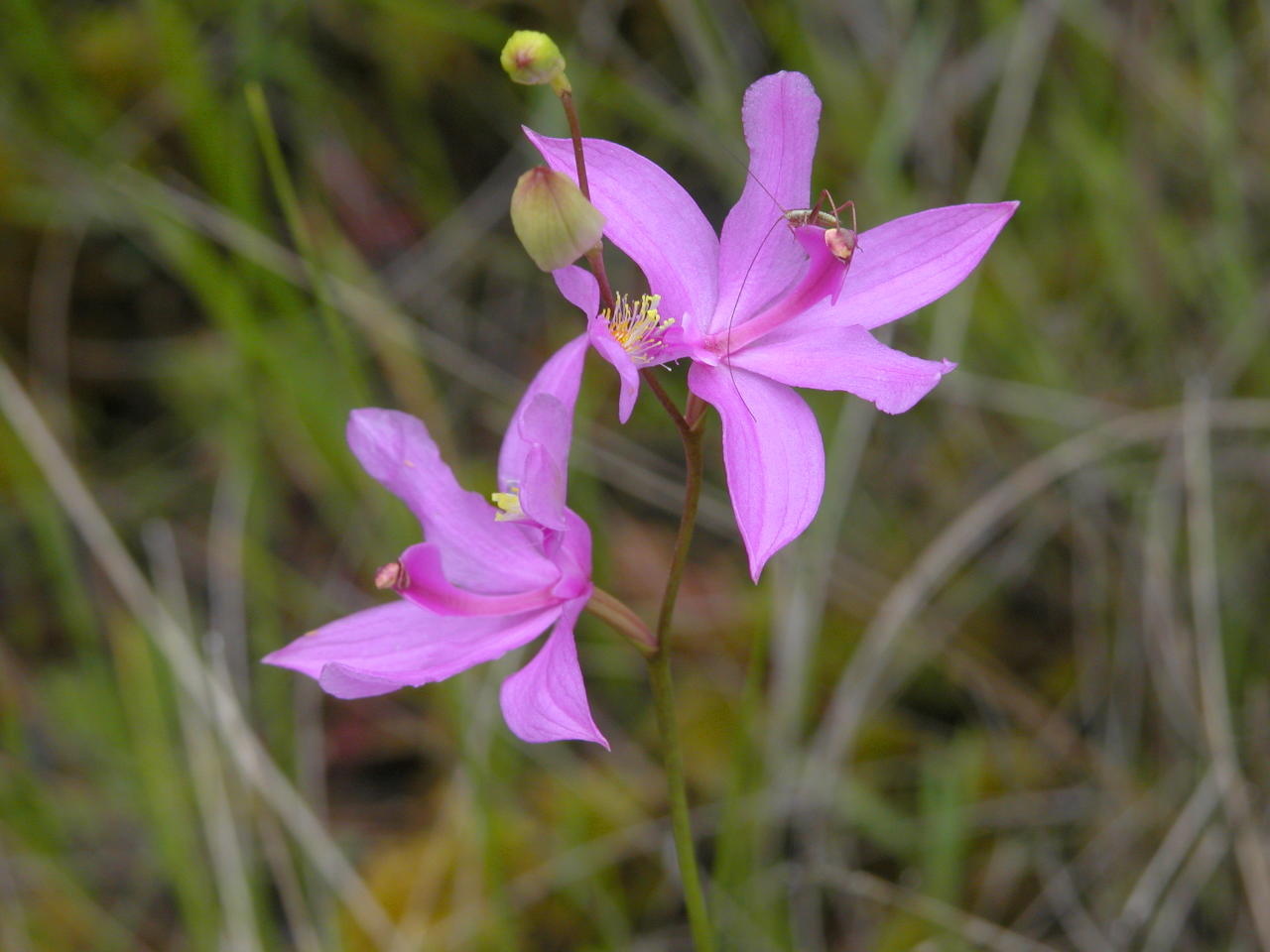 Common Grass-Pink
