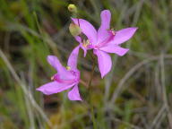 Common Grass-Pink