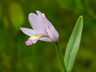 Pogonia ophioglossoides