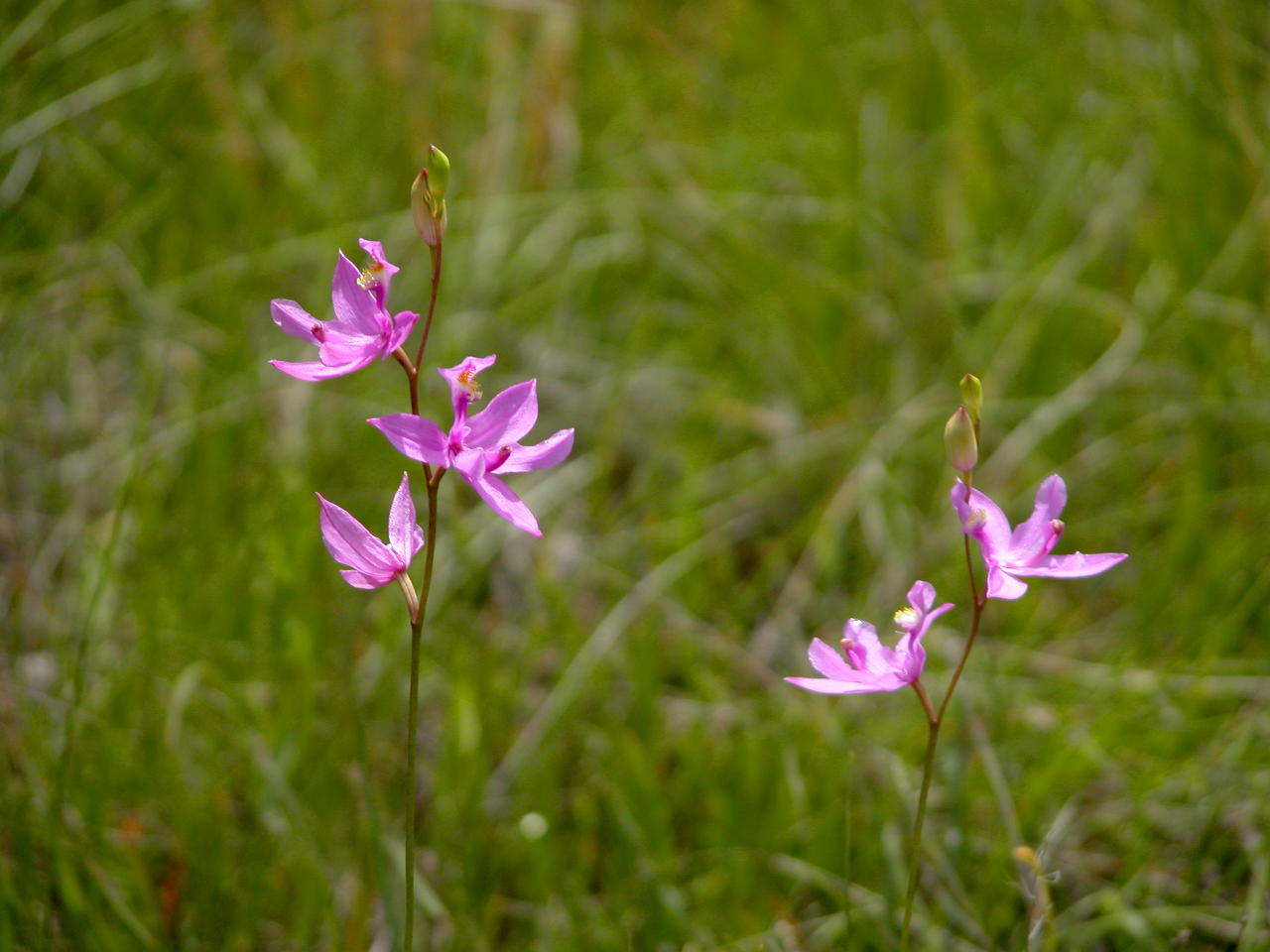 Common Grass-Pink