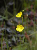 Humped Bladderwort