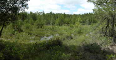 Oswego River Savannah