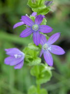 Triodanis perfoliata