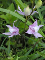 Calopogon tuberosus