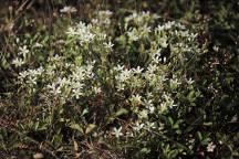 Minuartia caroliniana