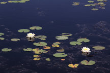 Nymphaea odorata