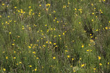 Utricularia gibba