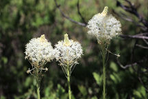 Xerophyllum asphodeloides