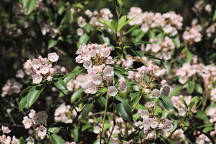 Kalmia latifolia