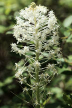 Xerophyllum asphodeloides