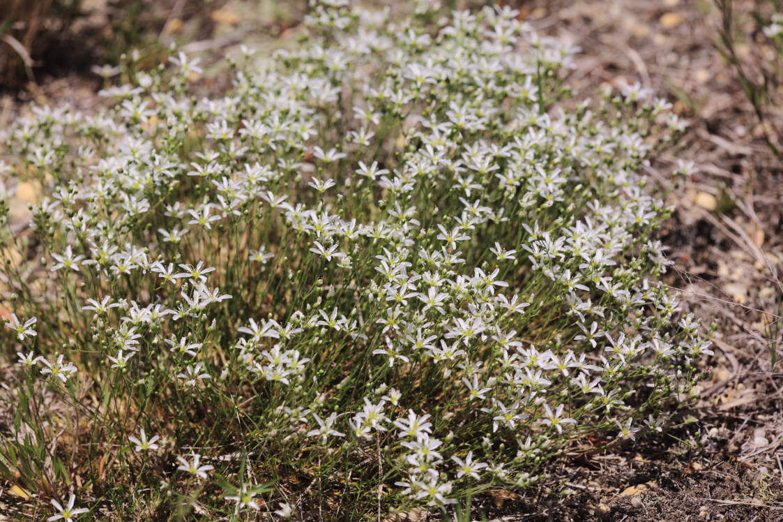 Pine Barren Sandwort