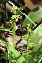 Loesel's Twayblade