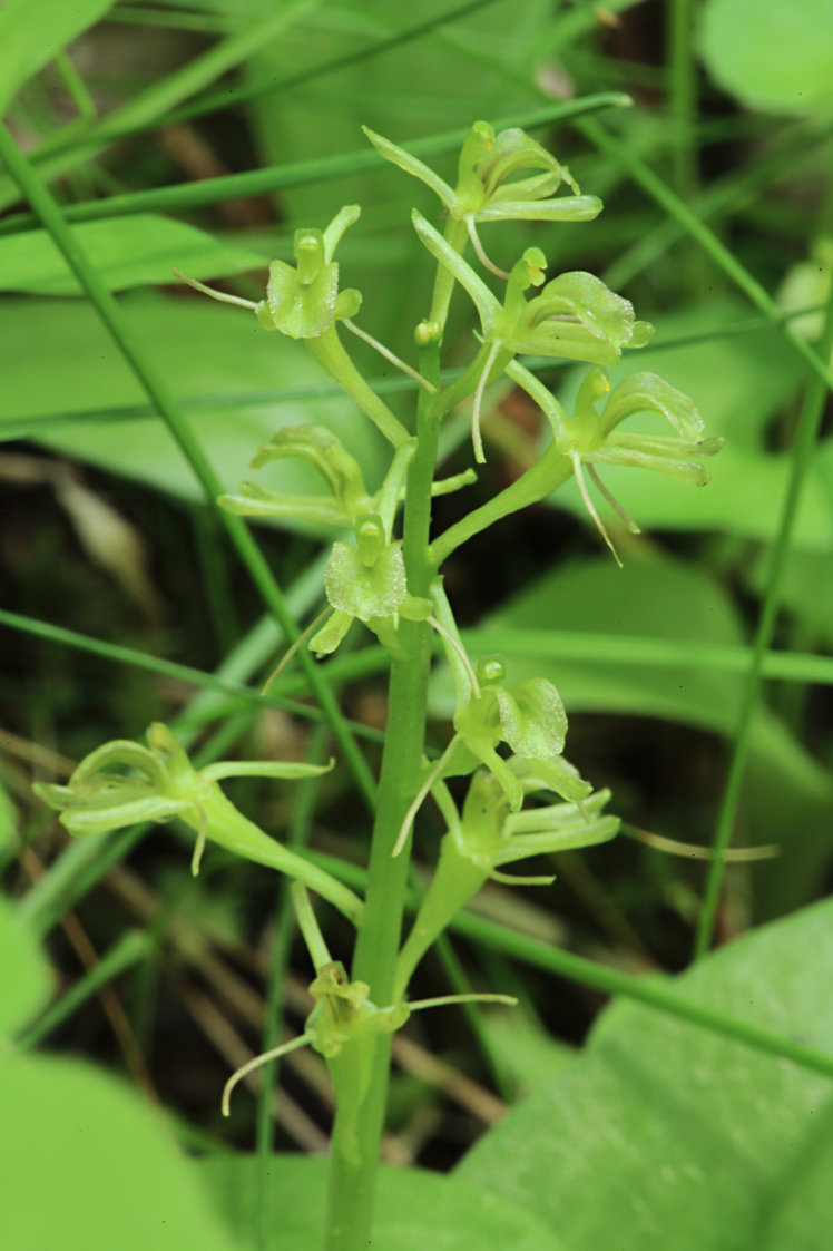 Loesel's Twayblade