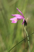 Pogonia ophioglossoides