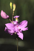 Calopogon tuberosus