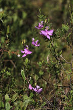 Calopogon tuberosus