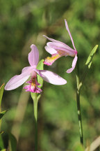 Pogonia ophioglossoides