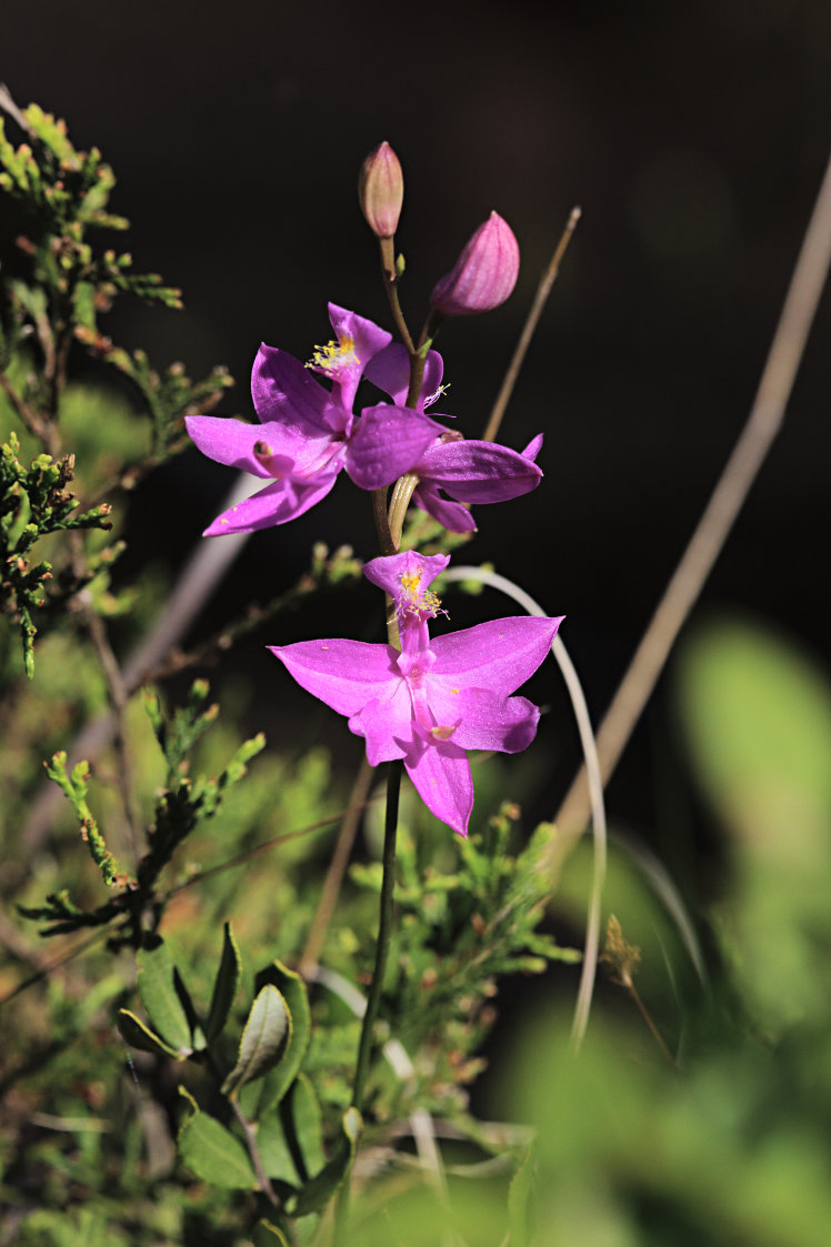 Common Grass Pink