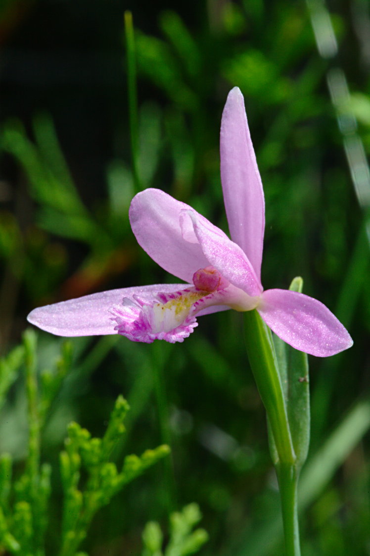 Rose Pogonia