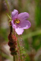 Drosera filiformis