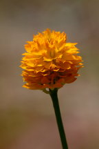 Polygala lutea