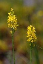 Wharton State Forest