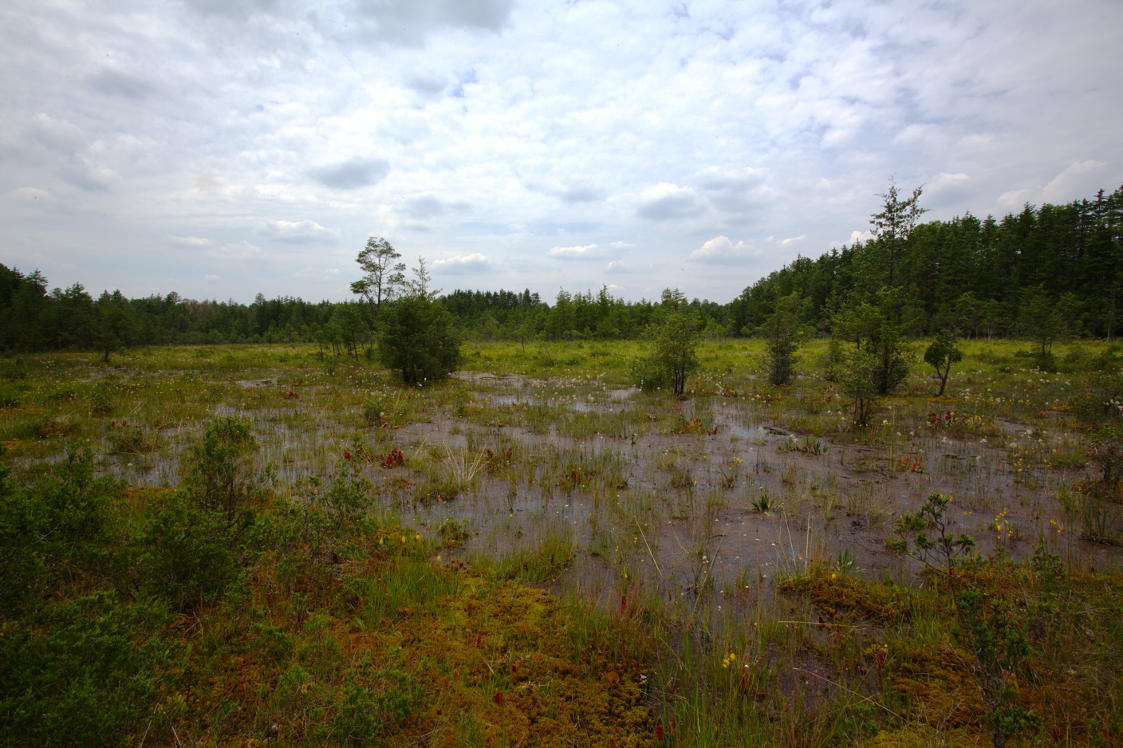 Pine Barrens Wetlands