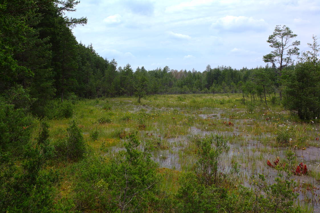Pine Barrens Wetlands