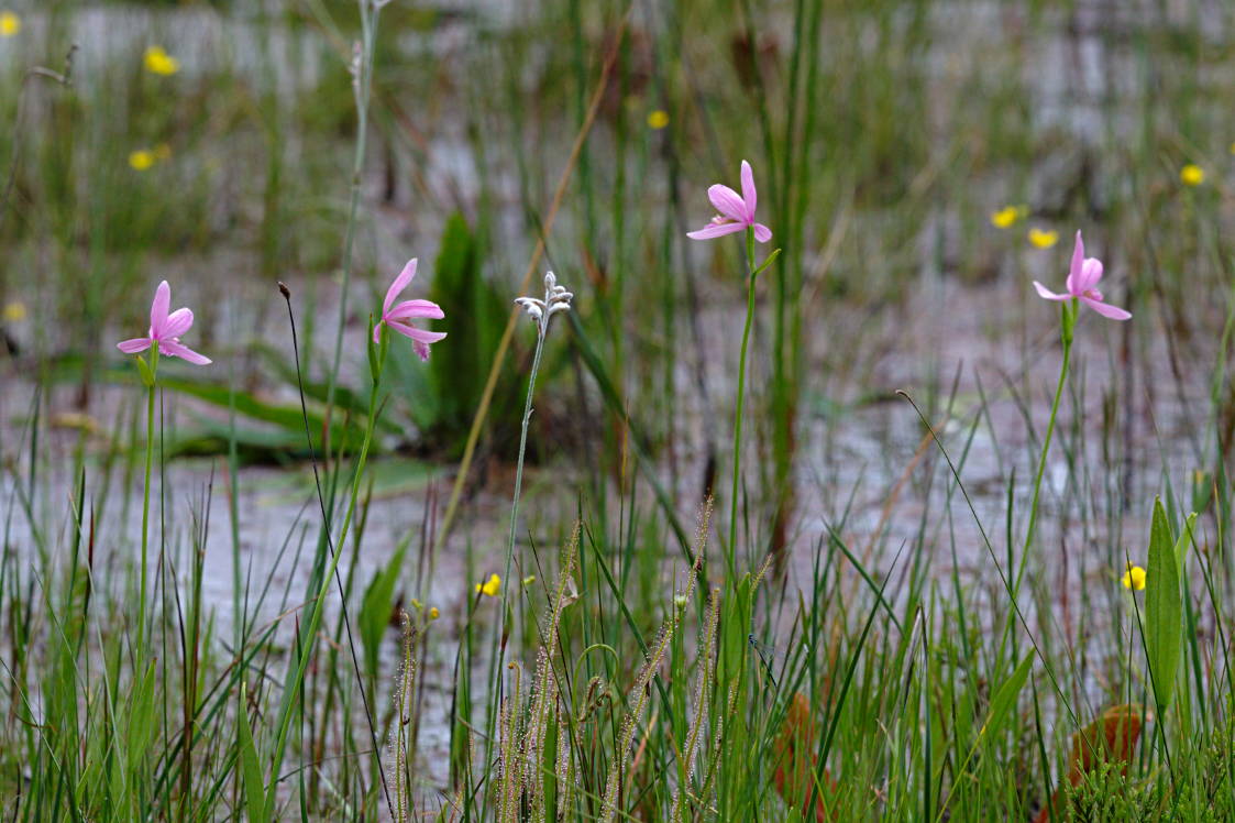 Rose Pogonia