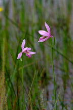 Pogonia ophioglossoides