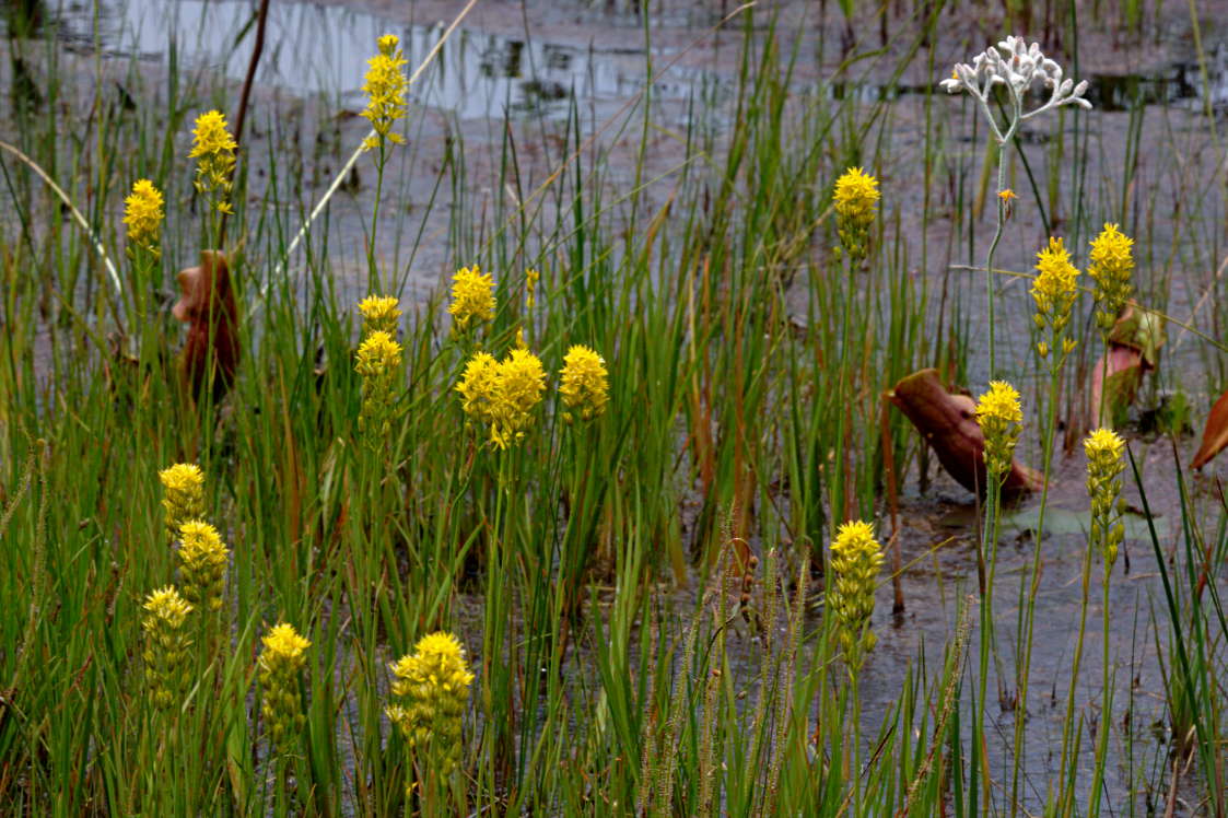 Bog Asphodel