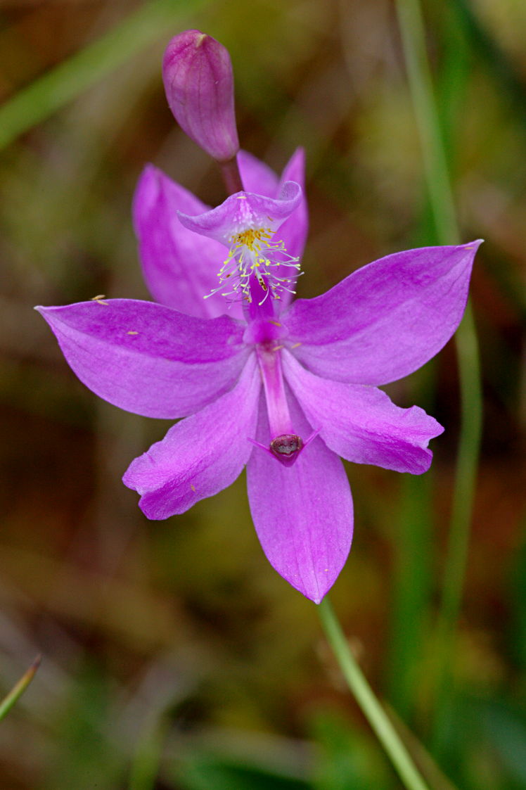 Common Grass Pink