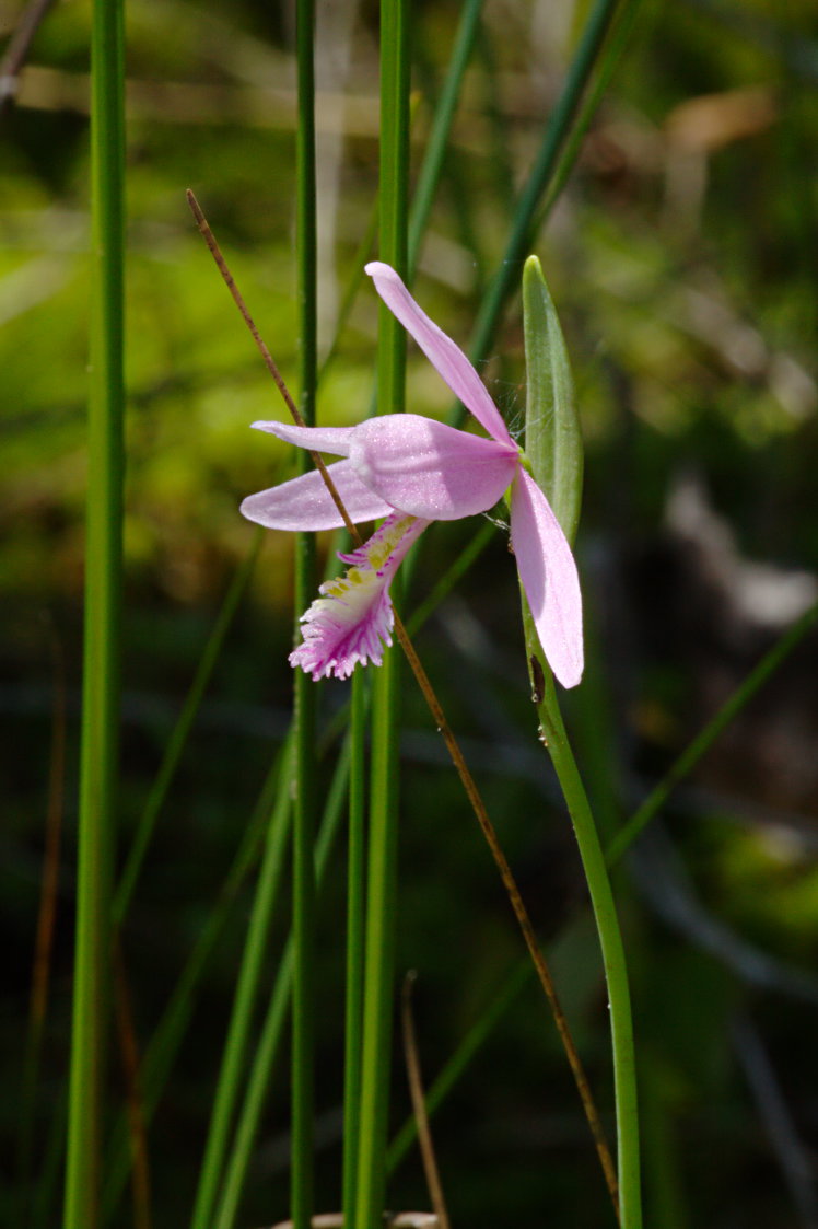 Rose Pogonia