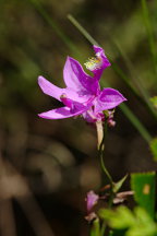 Common Grass Pink