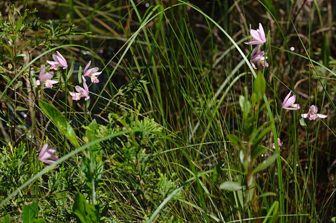 Rose Pogonia