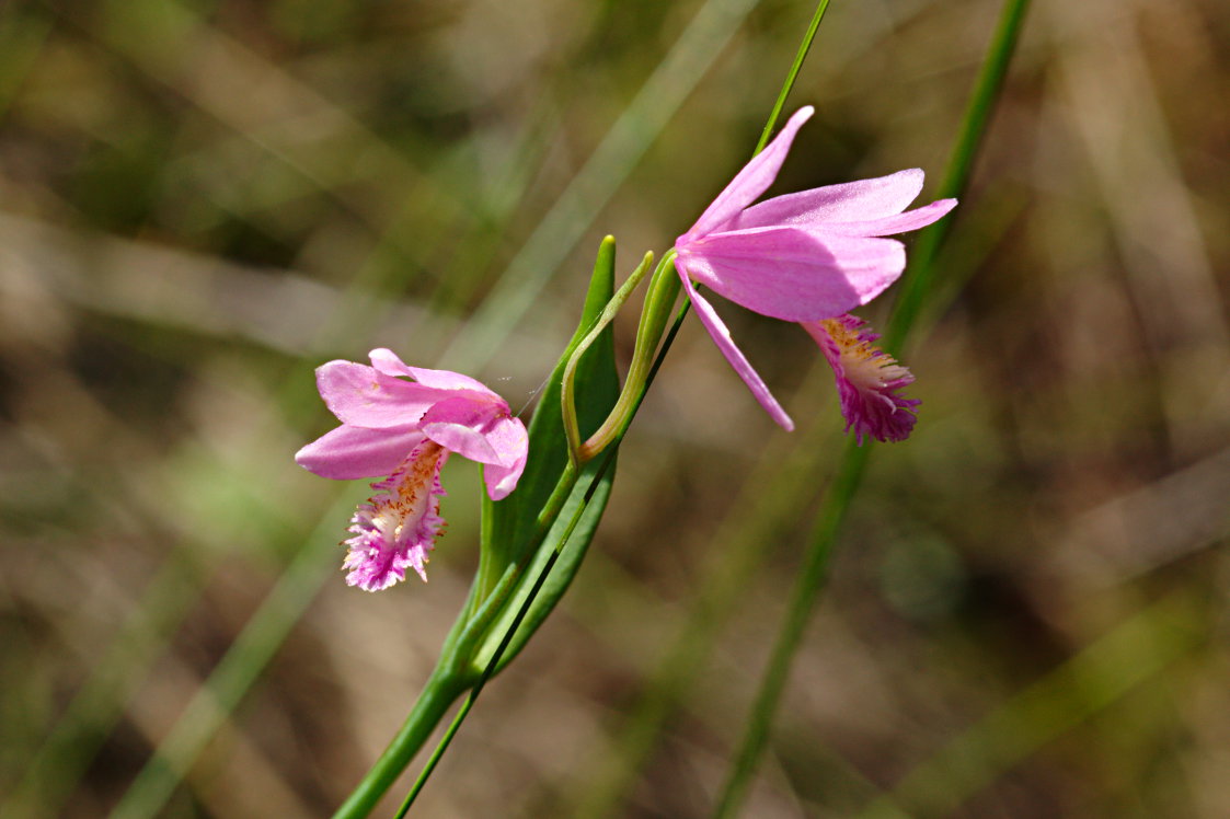 Rose Pogonia