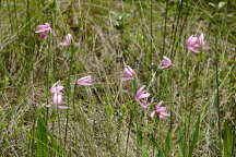 Rose Pogonia