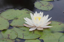 Common Water Lily
