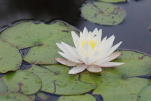 Nymphaea odorata