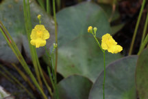 Utricularia gibba