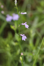 Lobelia nuttallii