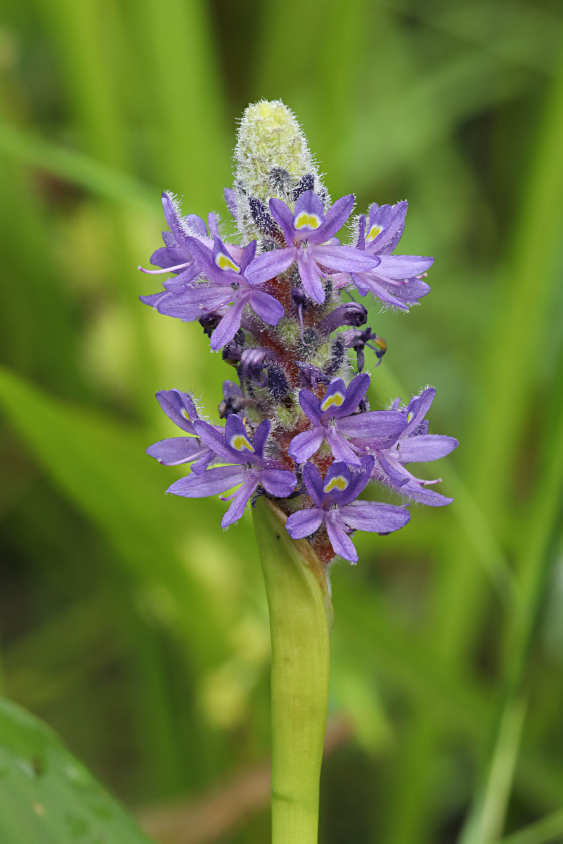 Pickerel Weed