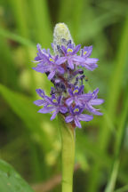 Pontederia cordata