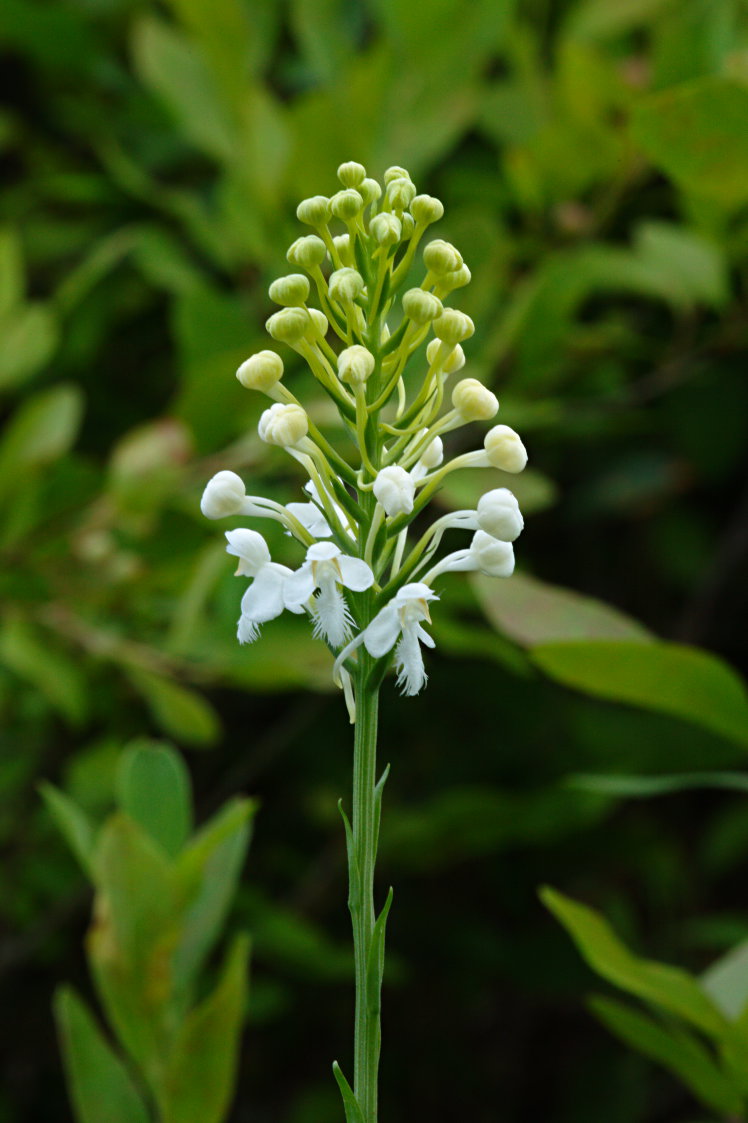 Northern White Fringed Orchis