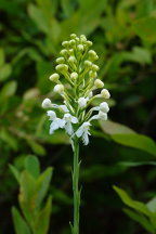 Northern White Fringed Orchis